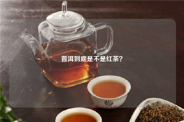 普洱到底是不是红茶？