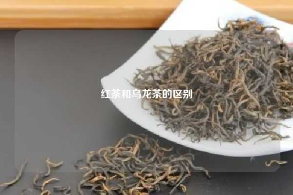 红茶和乌龙茶的区别